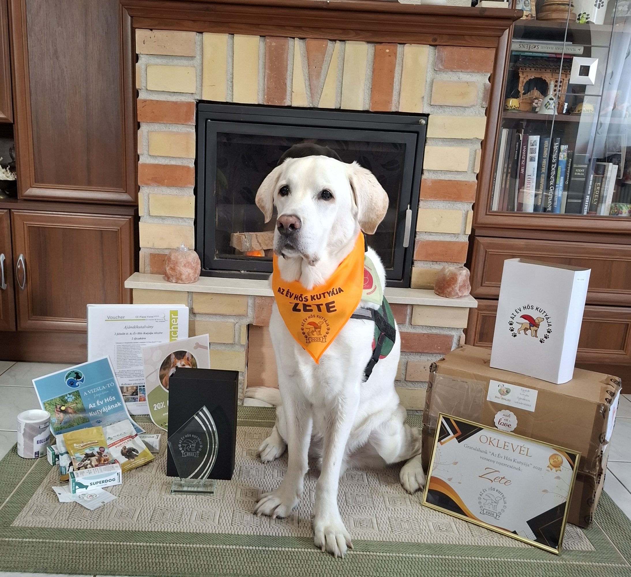 terápiás kutya labrador