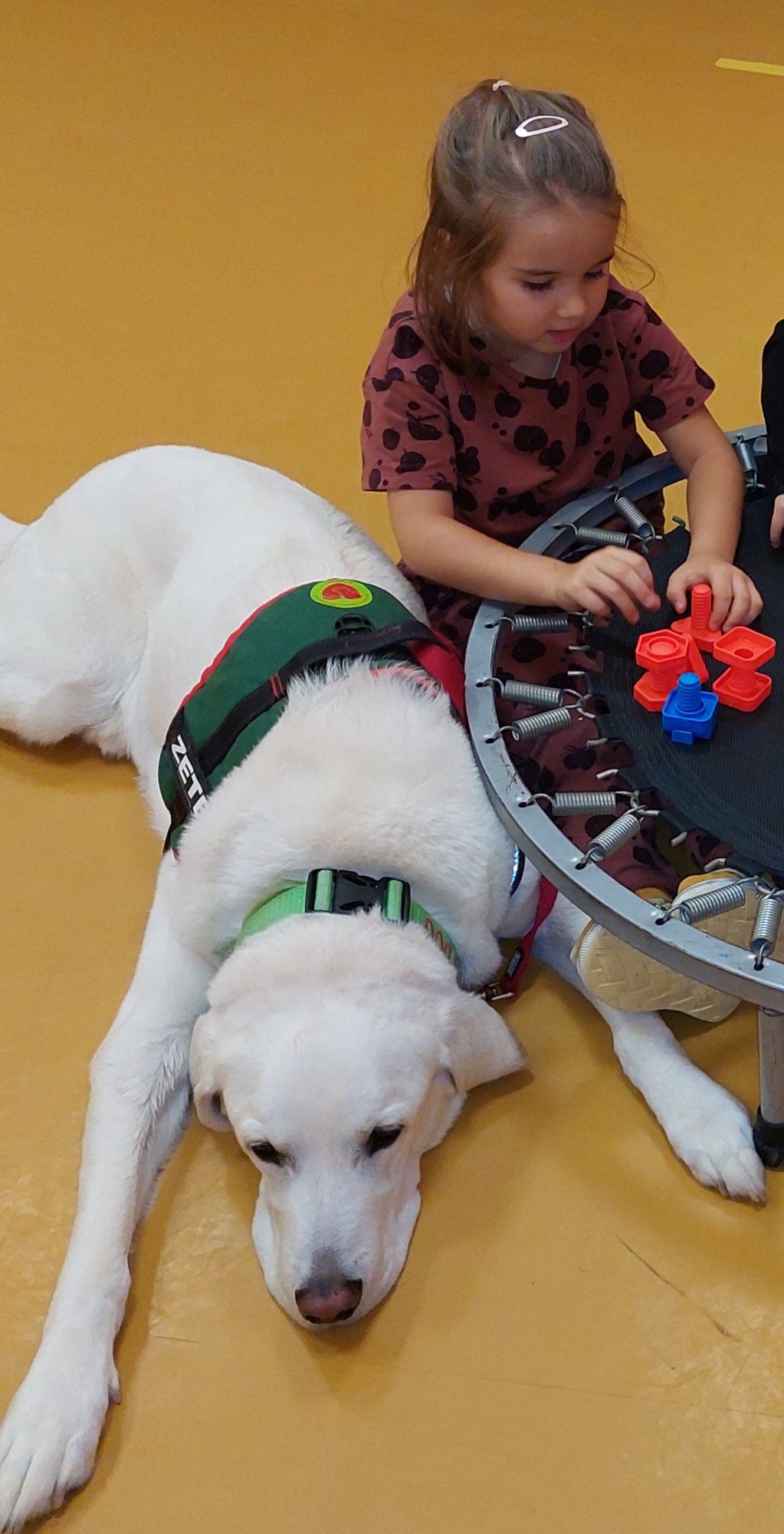 Zete a terápiás kutya