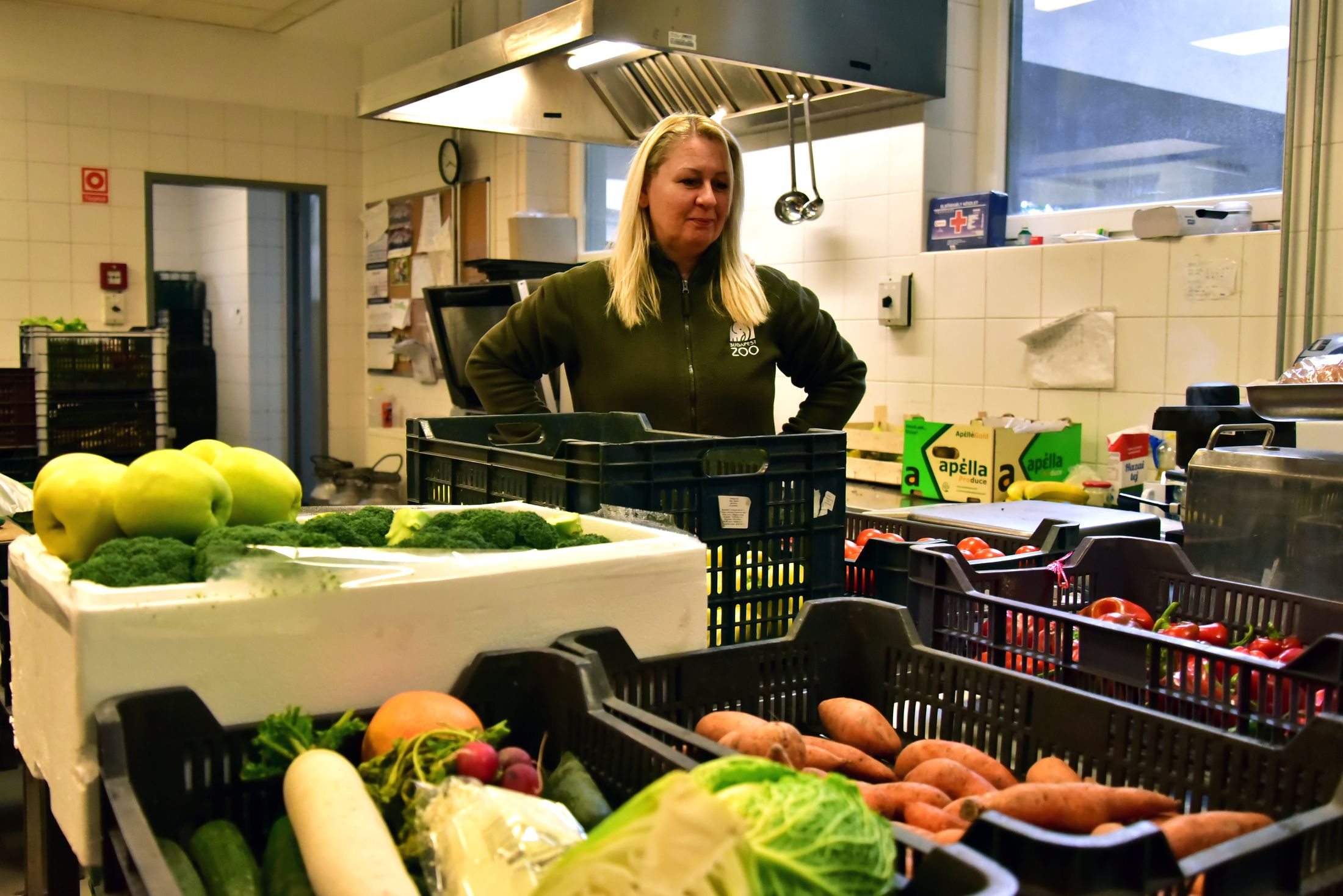 Zöldségek és gyümölcsök az Állatkert raktárában