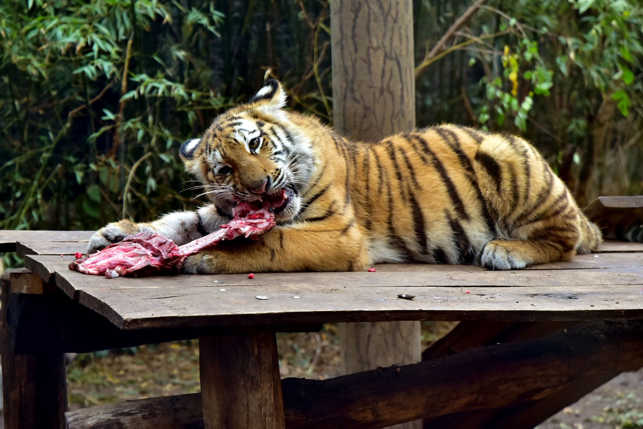 Tigris etetése a Fővárosi Állatkertben