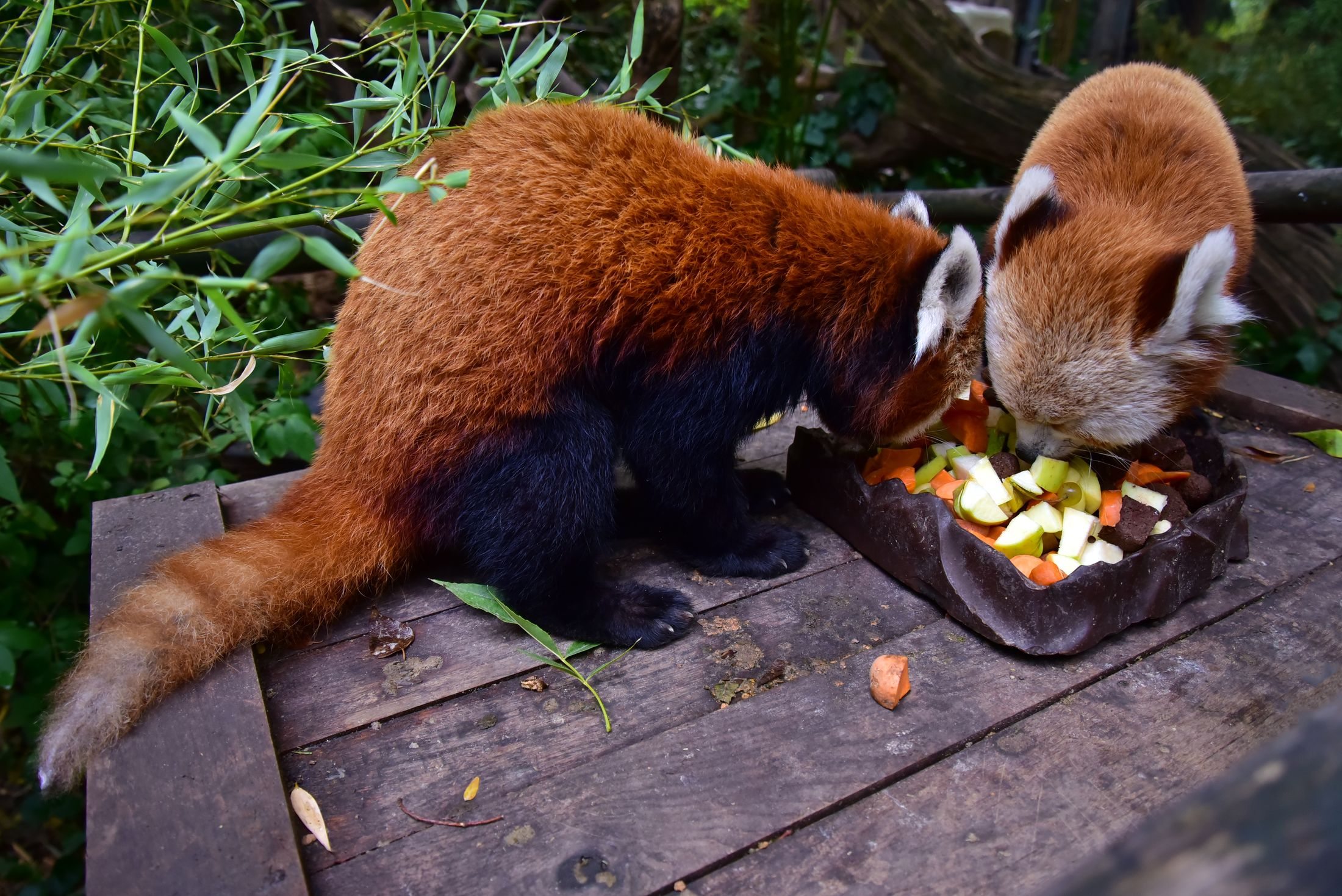 Vörös pandák etetése a Fővárosi Állatkertben