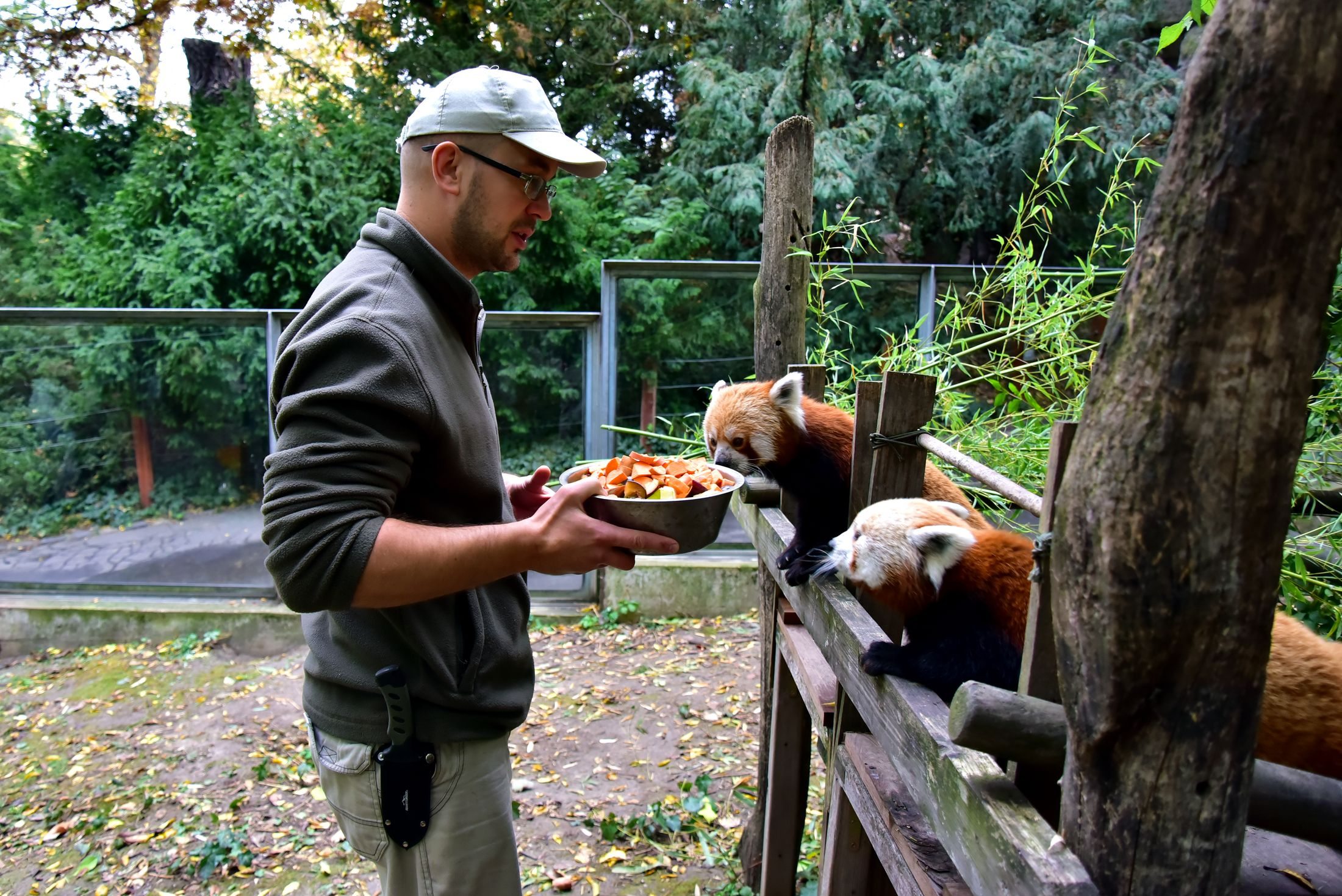 Vörös pandák a Fővárosi Állatkertben