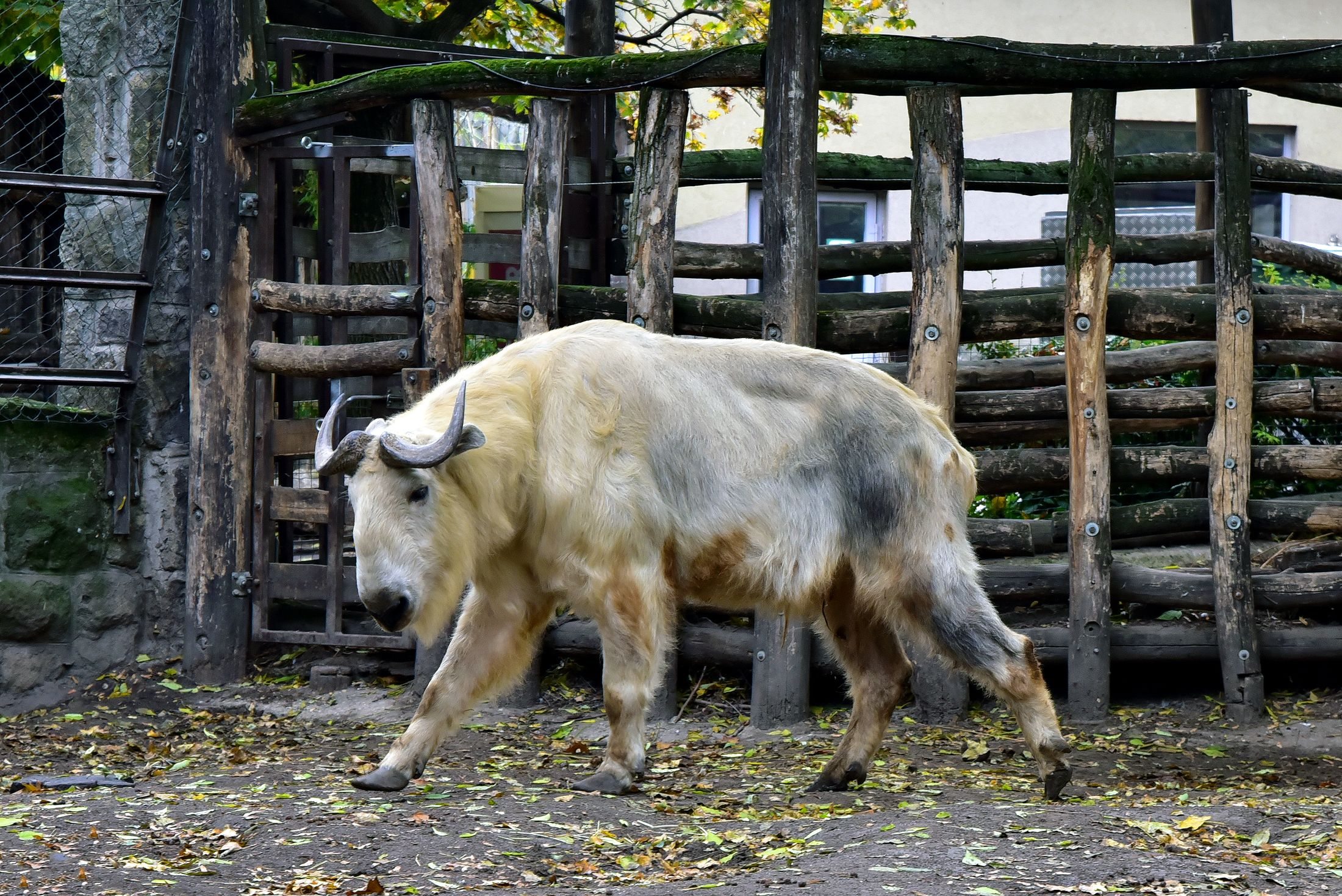 Állatok etetése a Fővárosi Állatkertben
