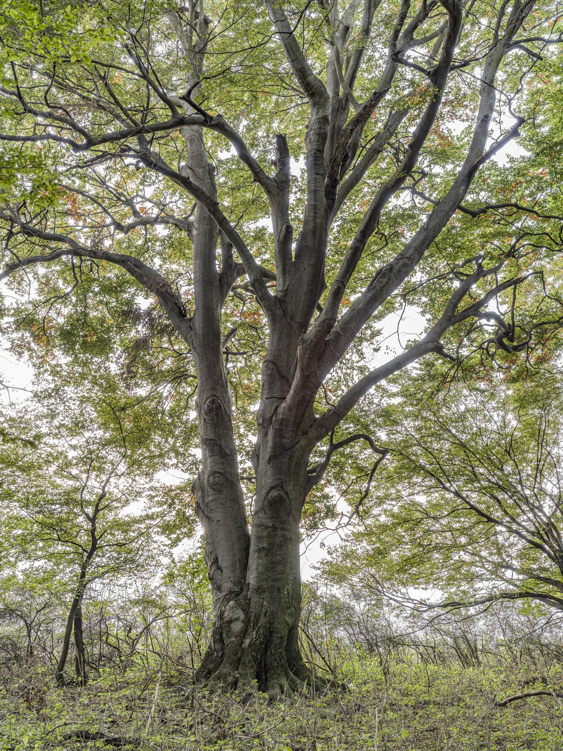 A legnagyobb bükk Tés határában