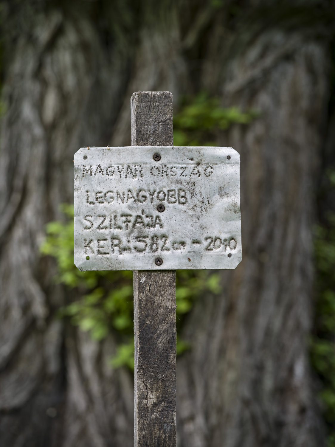 A tapsonyi szil előtti tábla