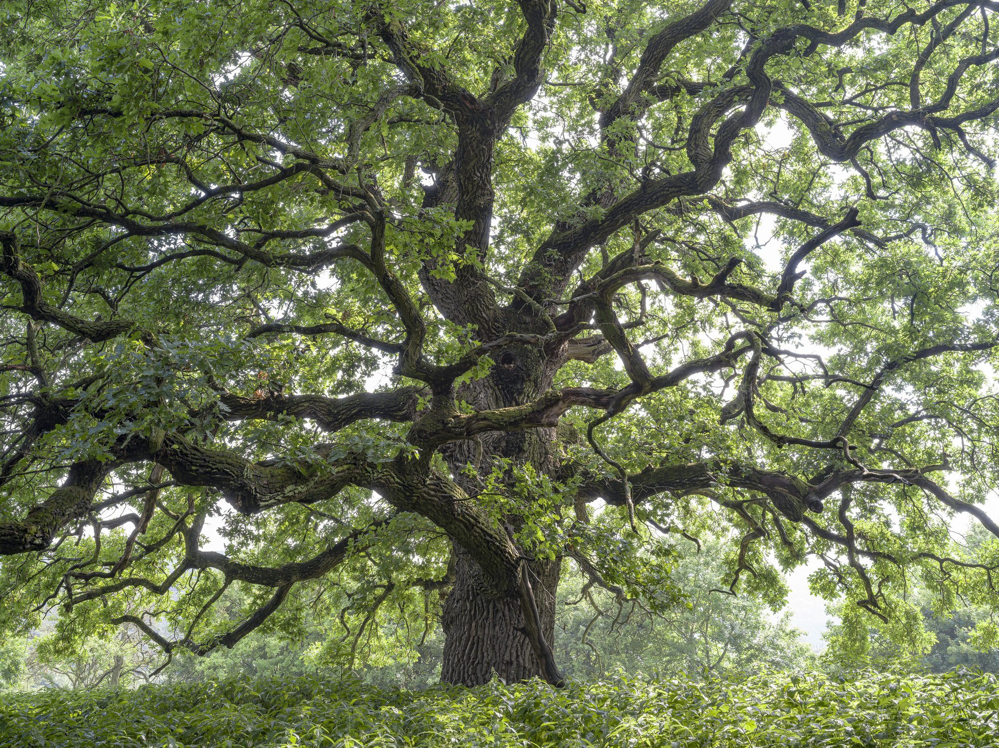 gerecsei öreg tölgy