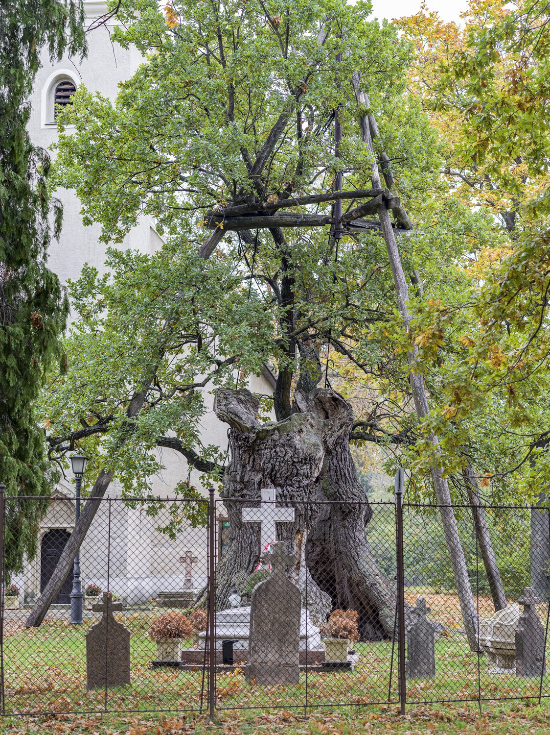 hédervári Árpád-tölgy