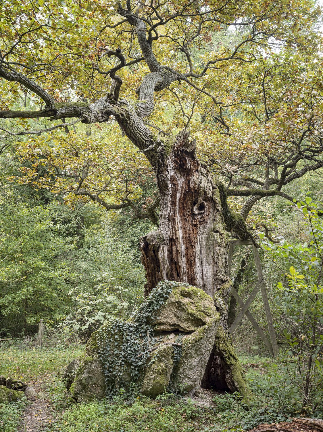 kocsányos tölgy Zsennye