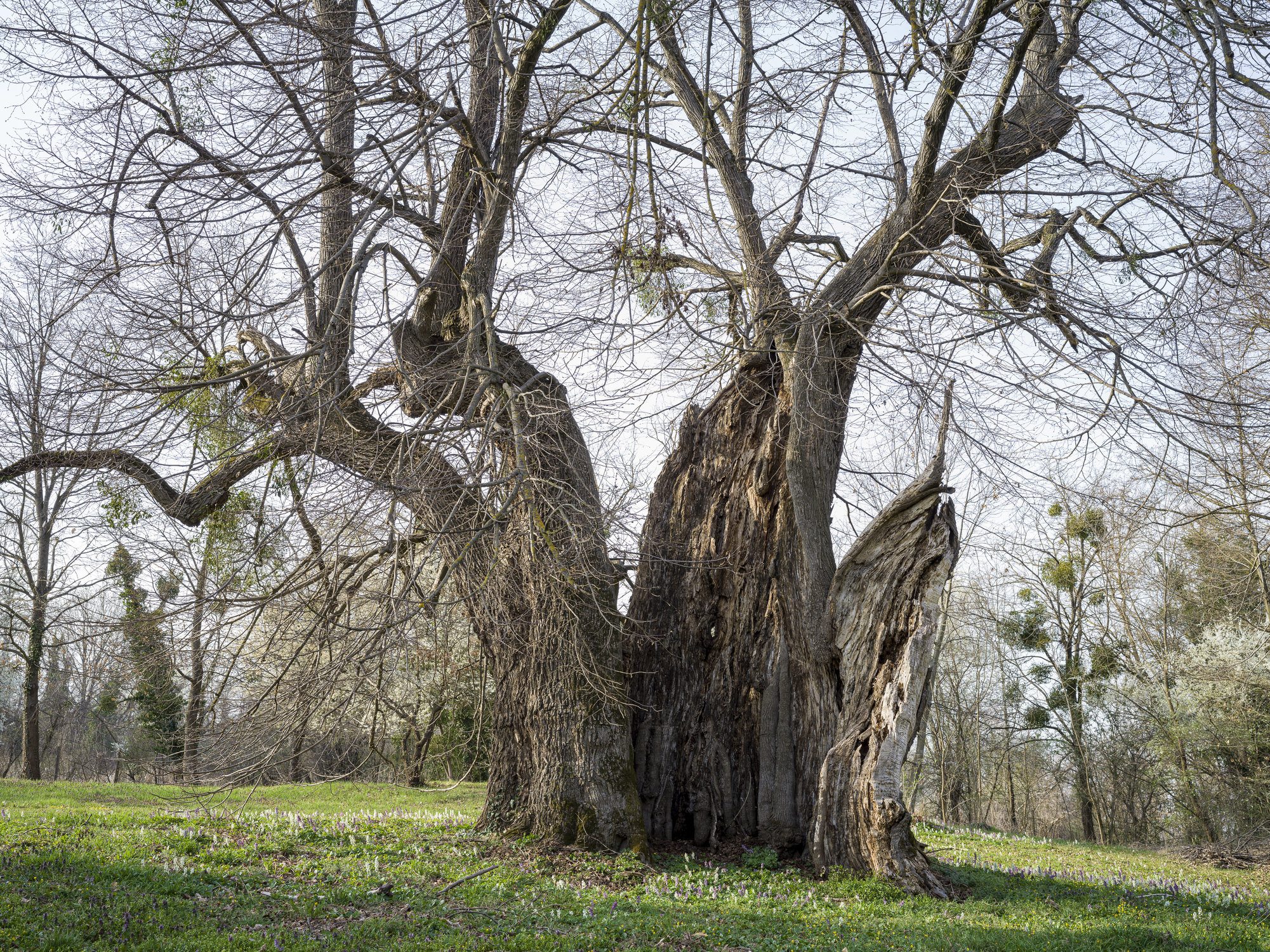 legidősebb hazai fa