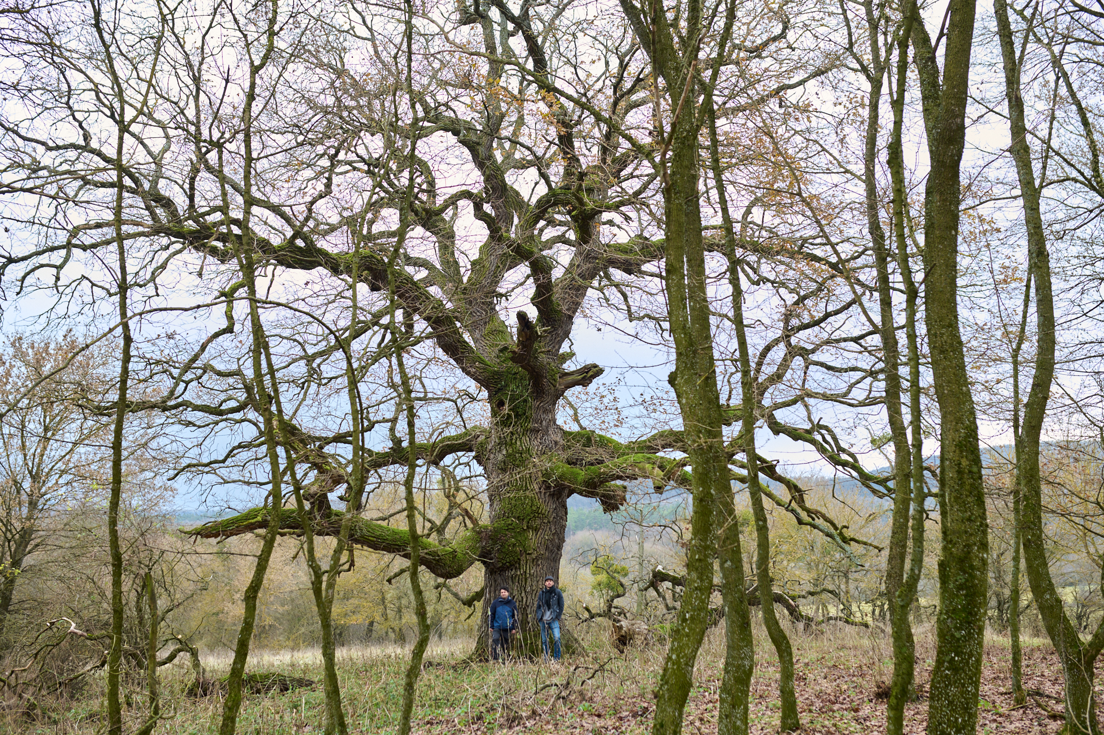 matuzsálem fák témájú könyv írói