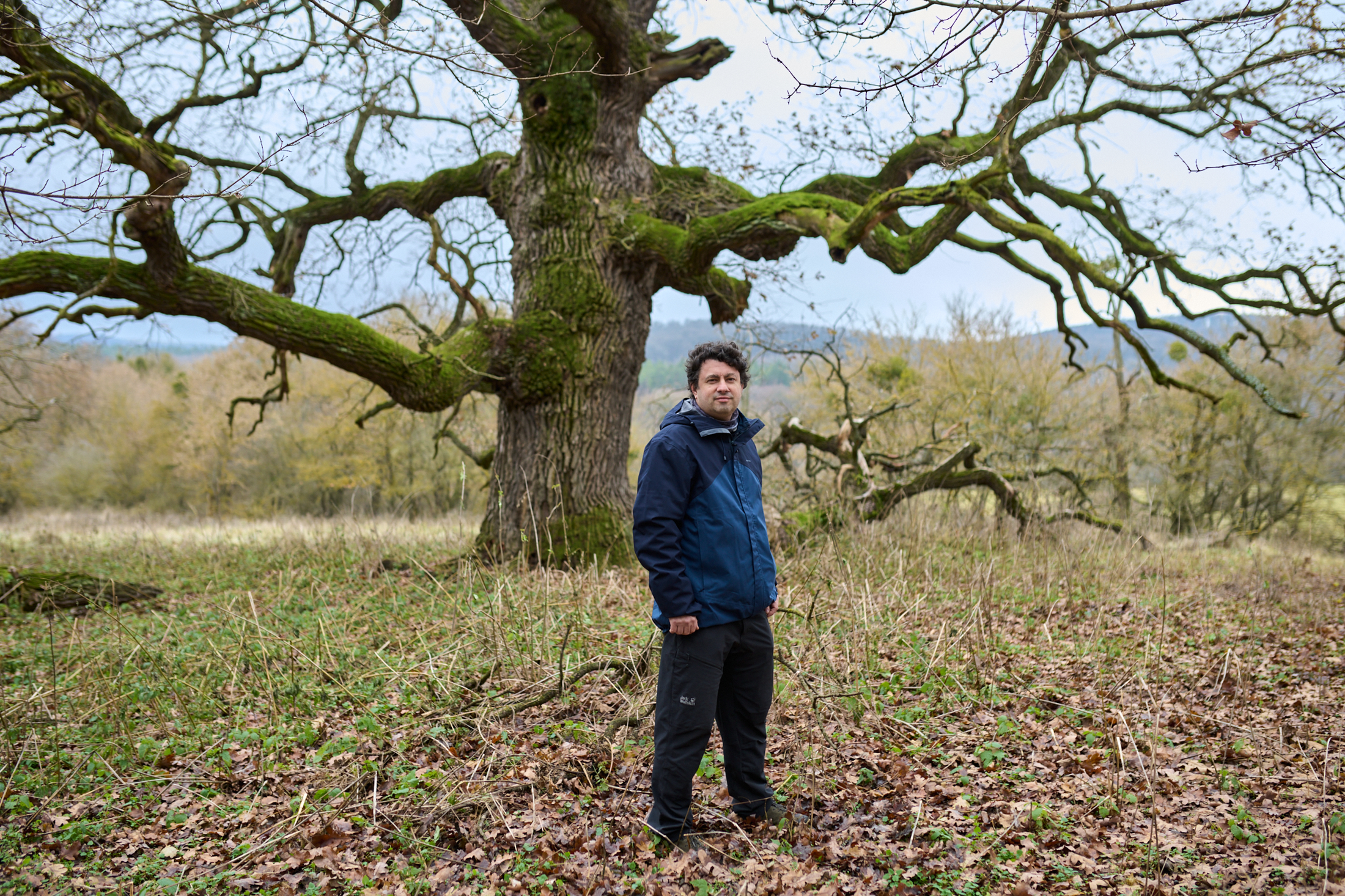 egy matuzsálem fa Magyarország