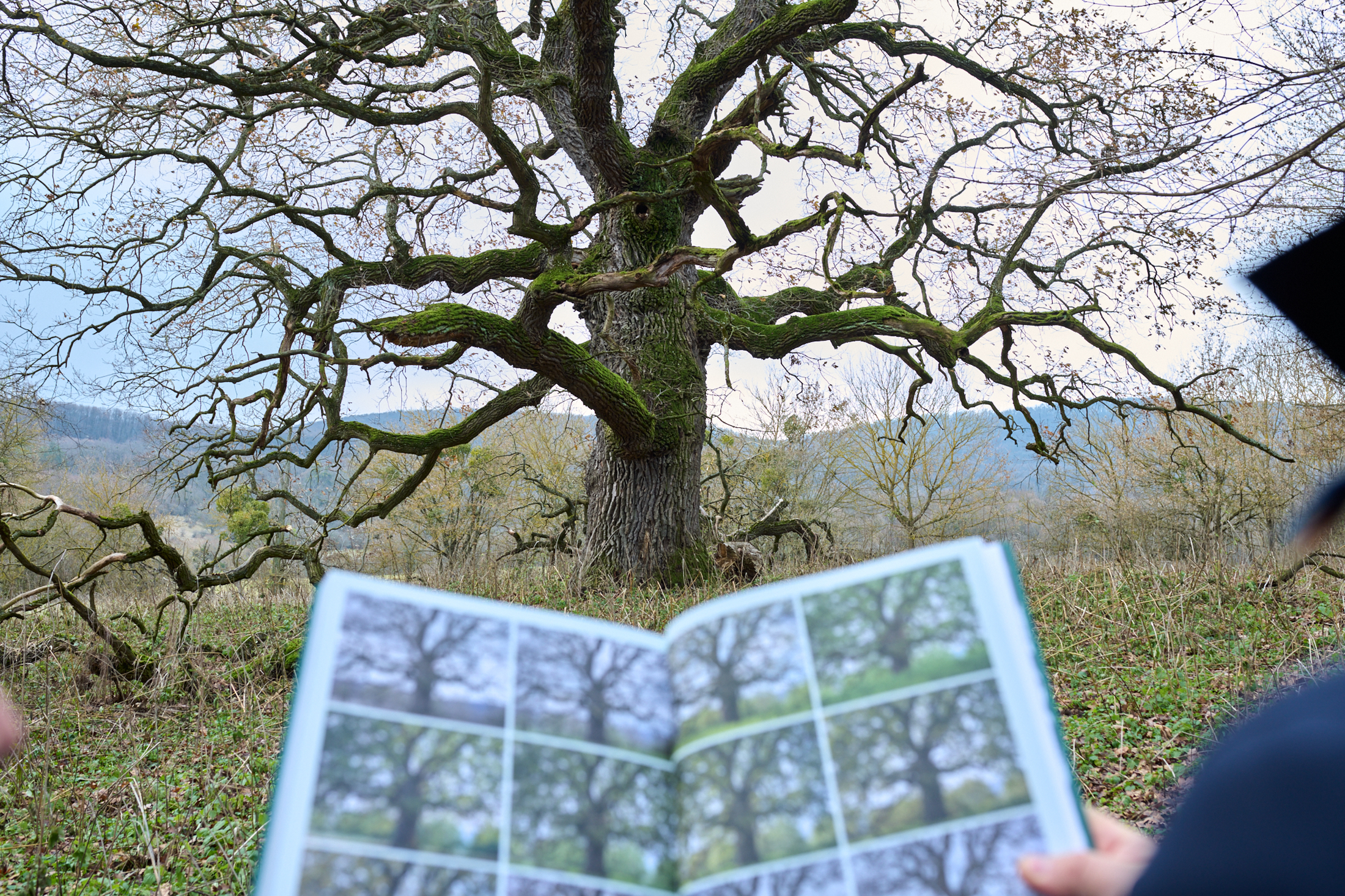 Matuzsálemek – Barangolás Magyarország nagy fái között könyv