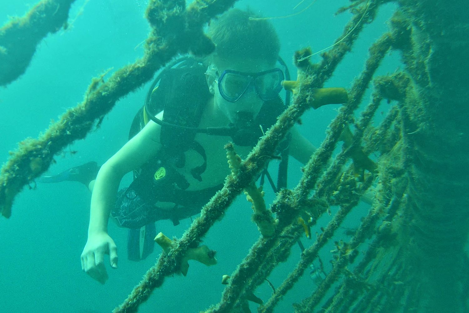 underwater coral nursery