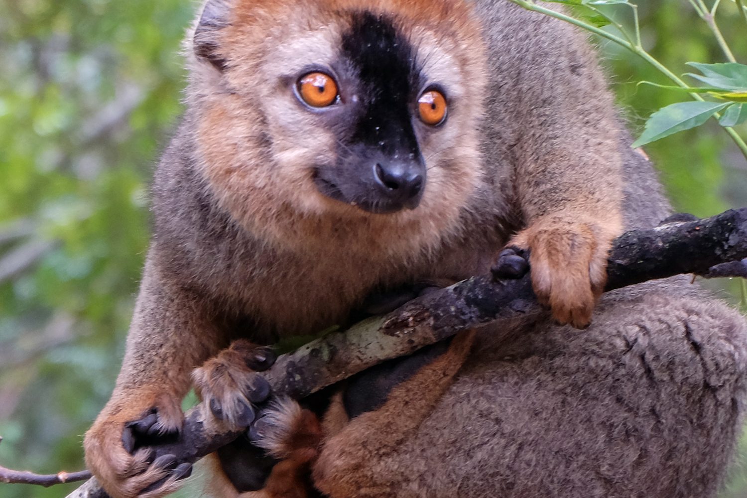 madagaszkári maki