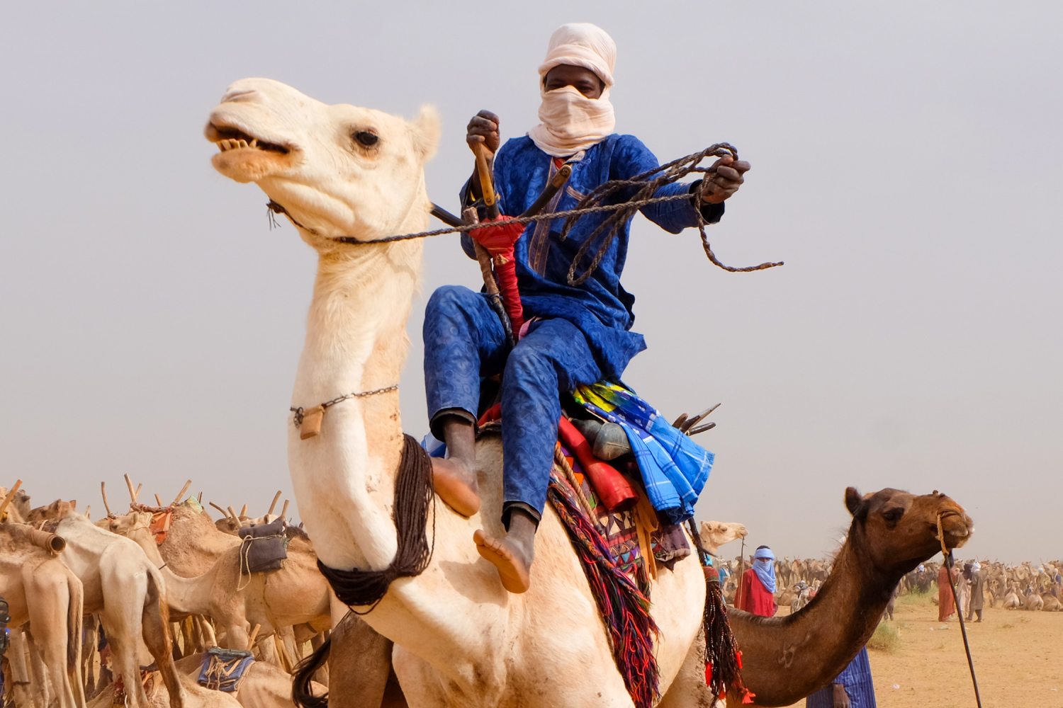 tuareg teveháton