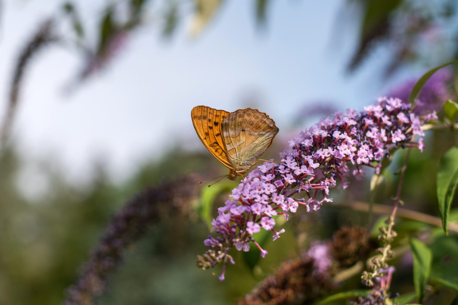 Folly Arborétum és Borászat lepke