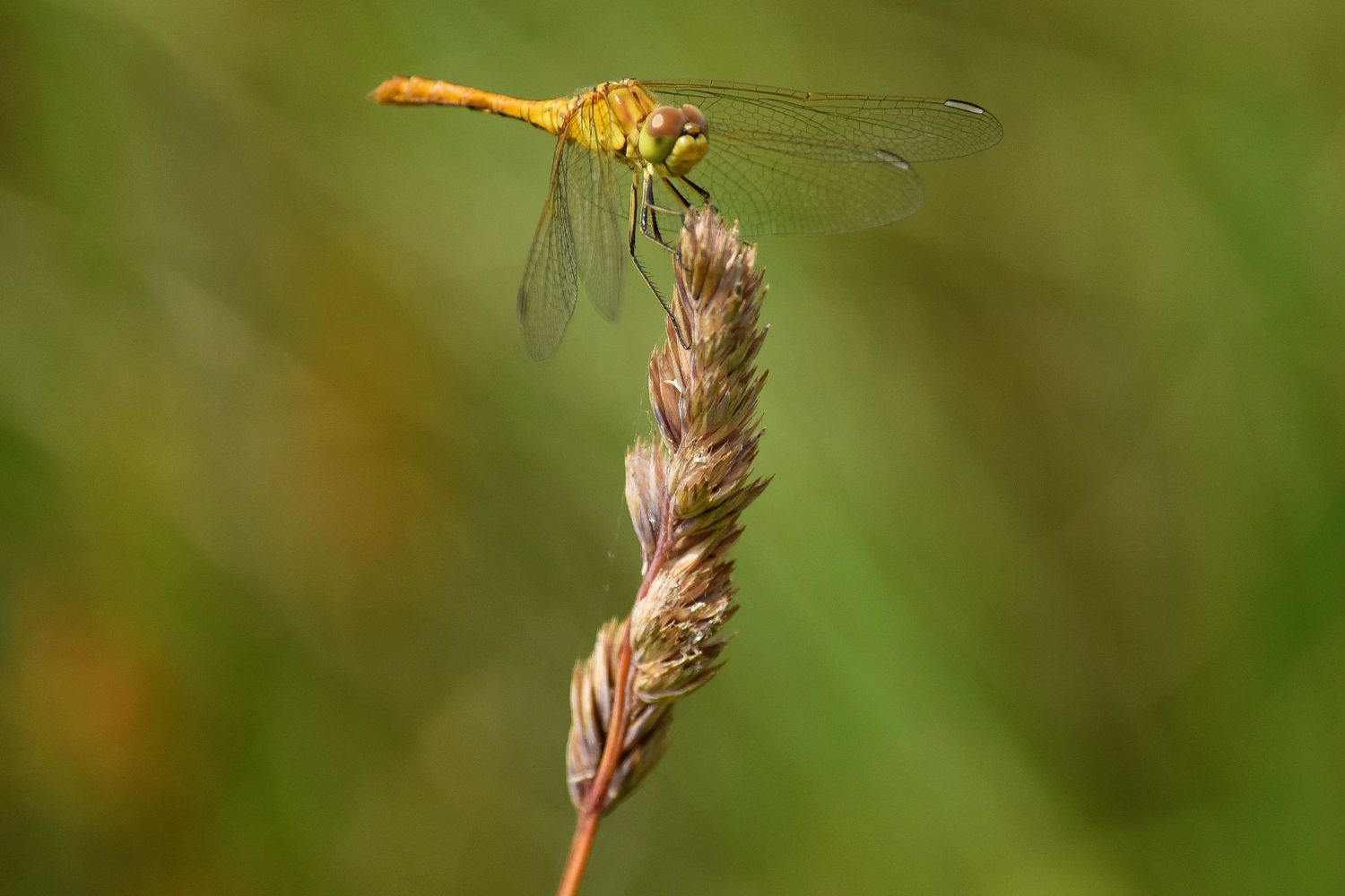 Fertő-Hanság Nemzeti Park élővilága