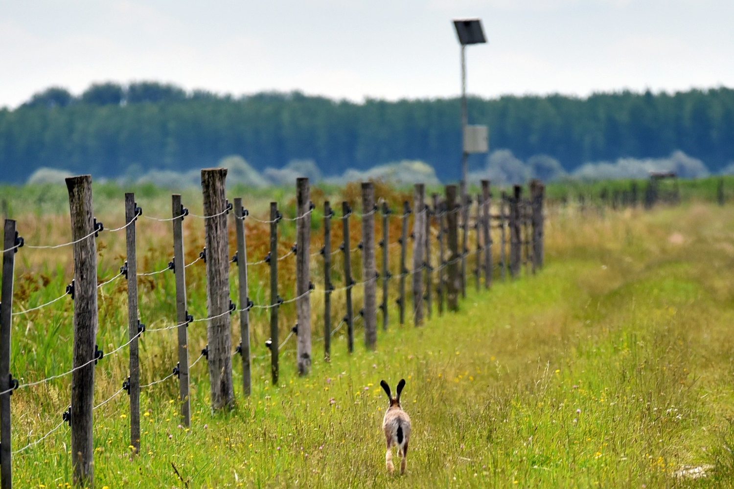 Fertő-Hanság Nemzeti Park nyúl