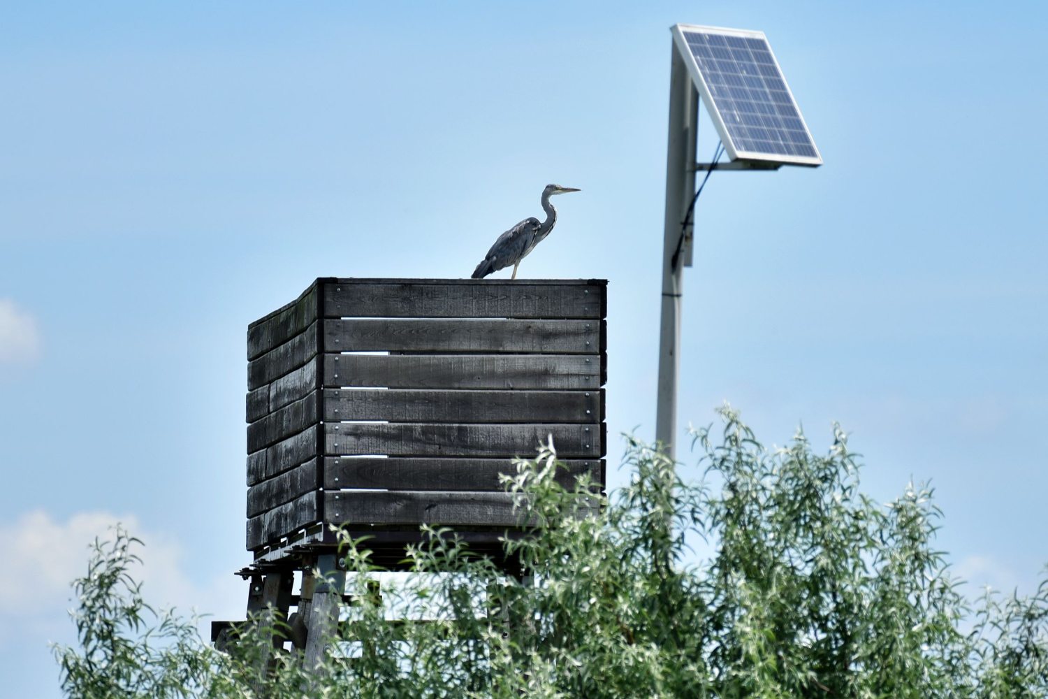 kócsag a Fertő-Hanság Nemzeti Parkban