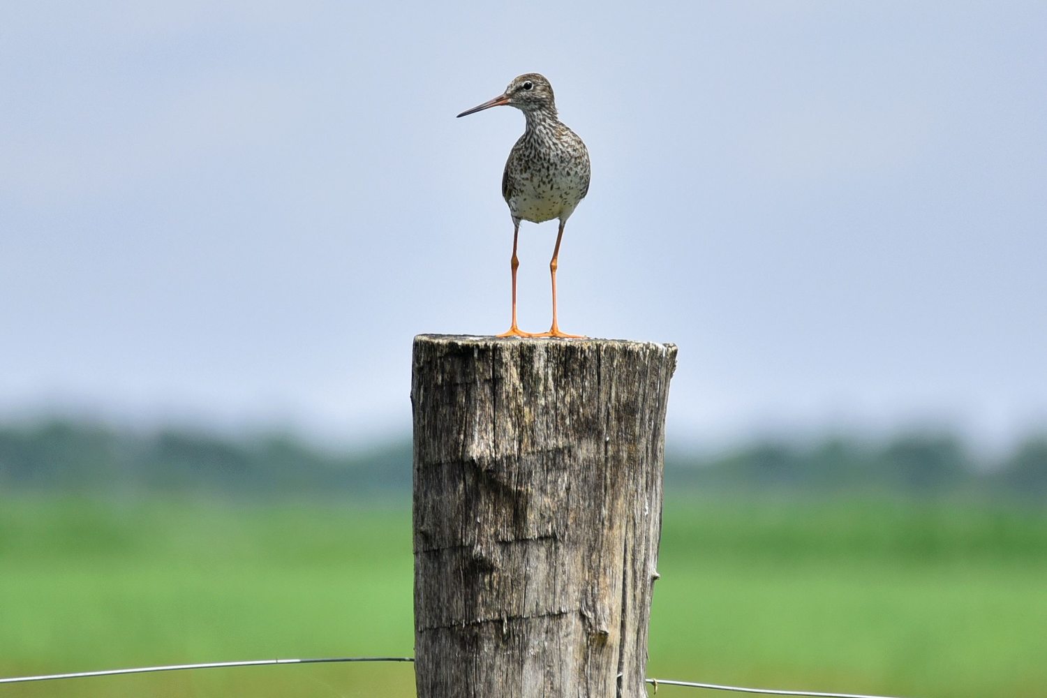 Fertő-Hanság Nemzeti Park madár