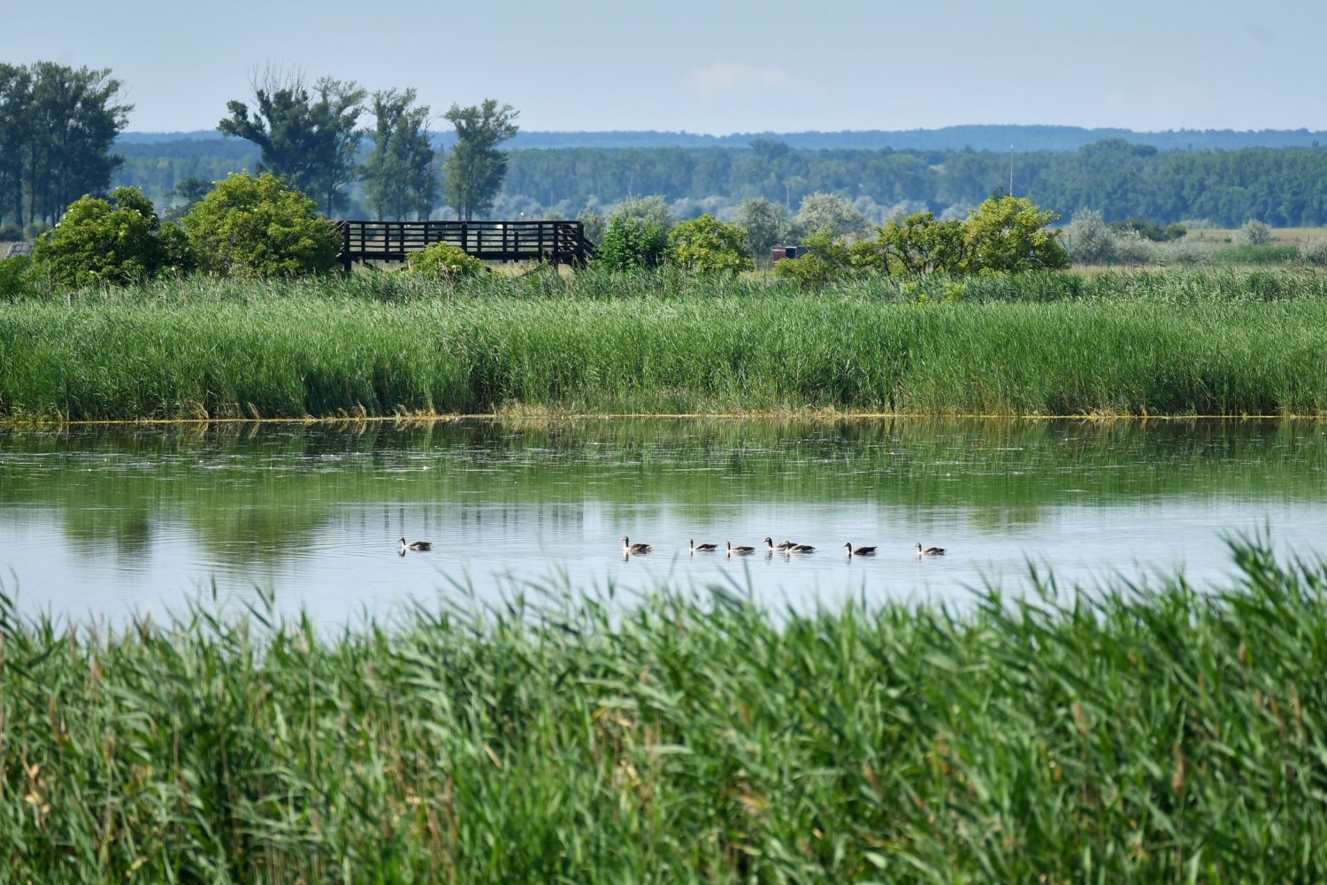 Fertő-tó