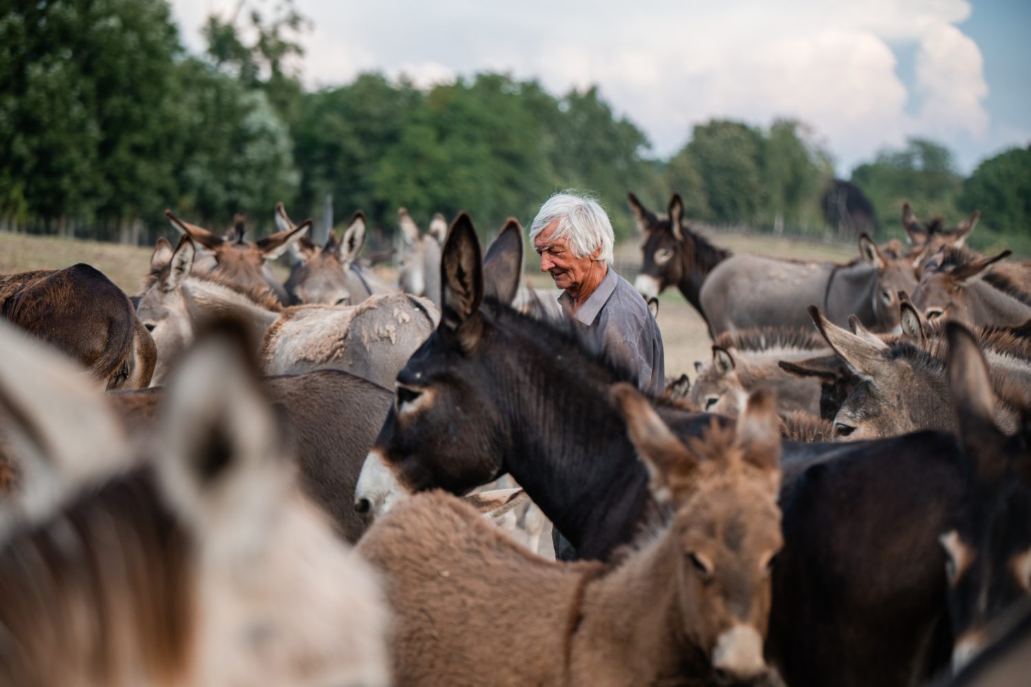 szamárfarm Kustár Dániel