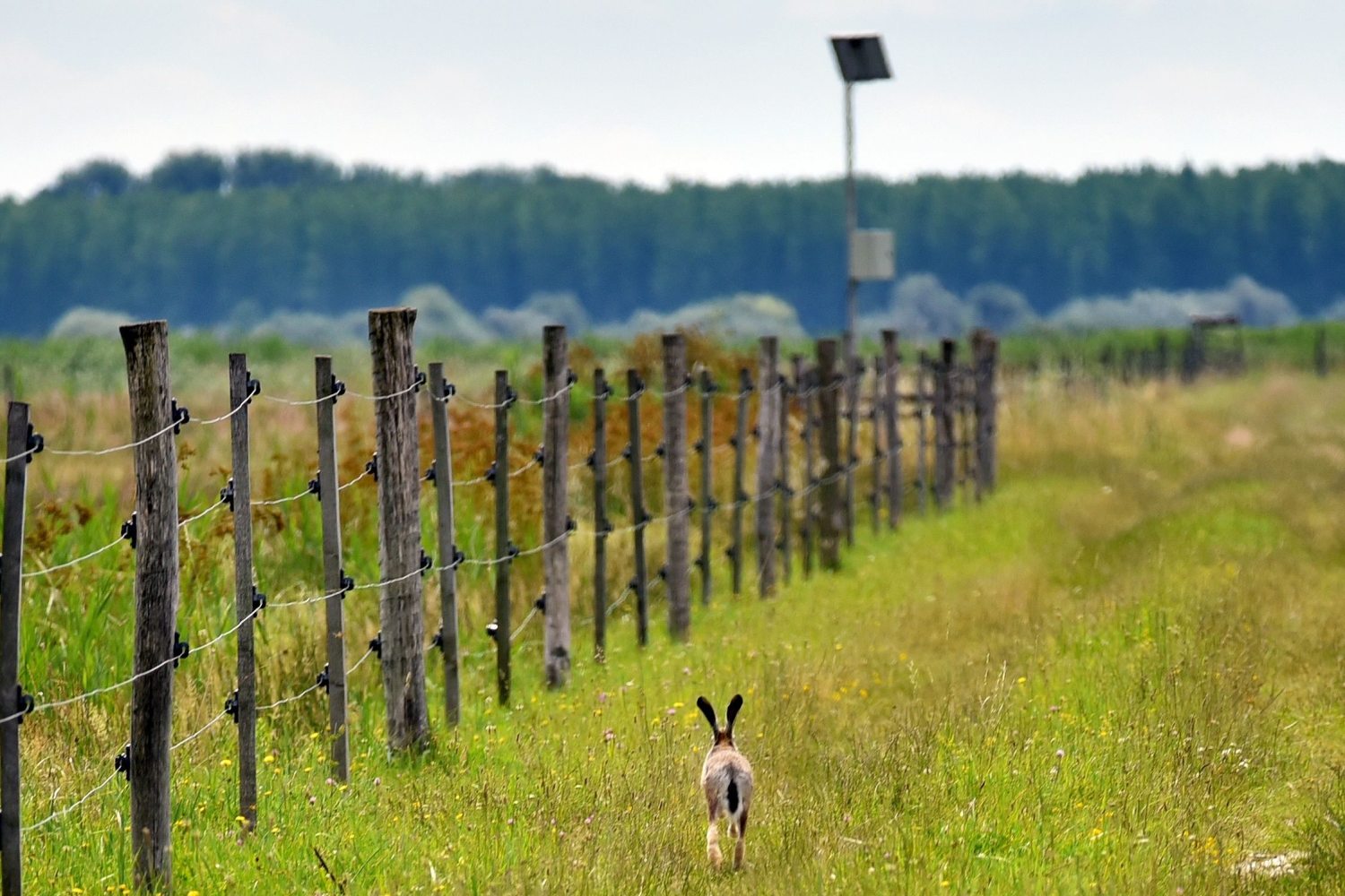 hare