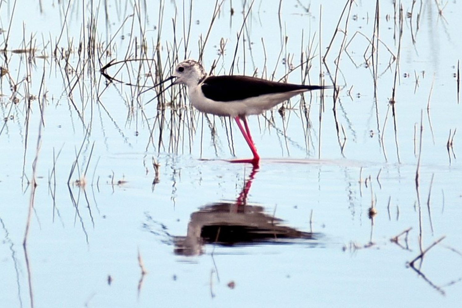 black-winged stilt