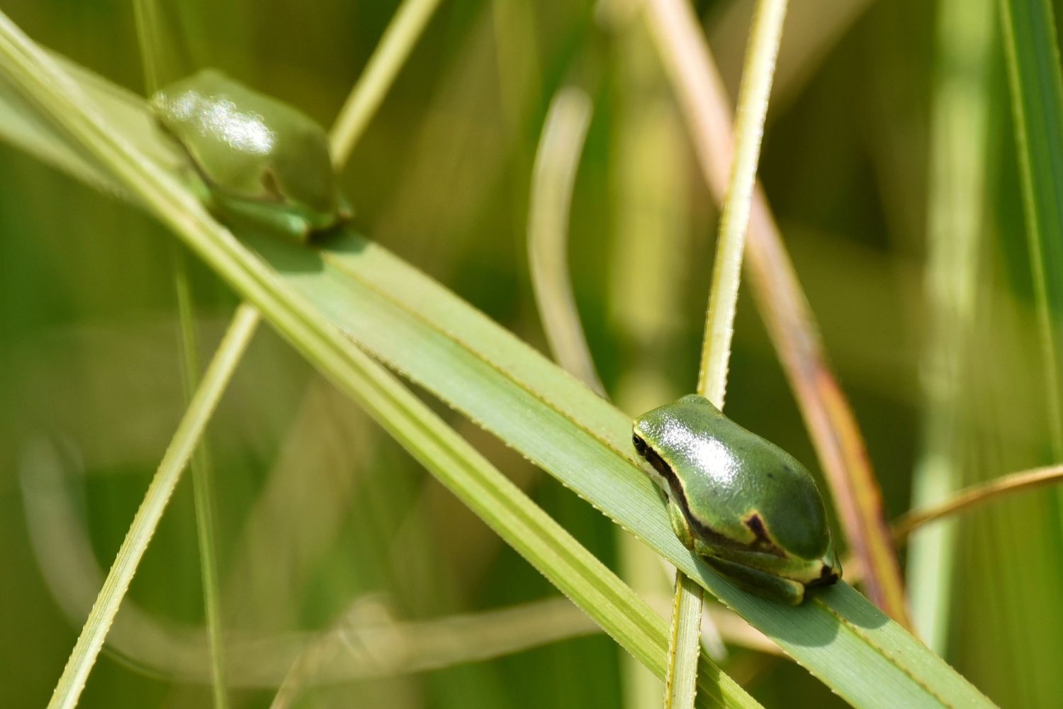 tree forgs lining up on a reed