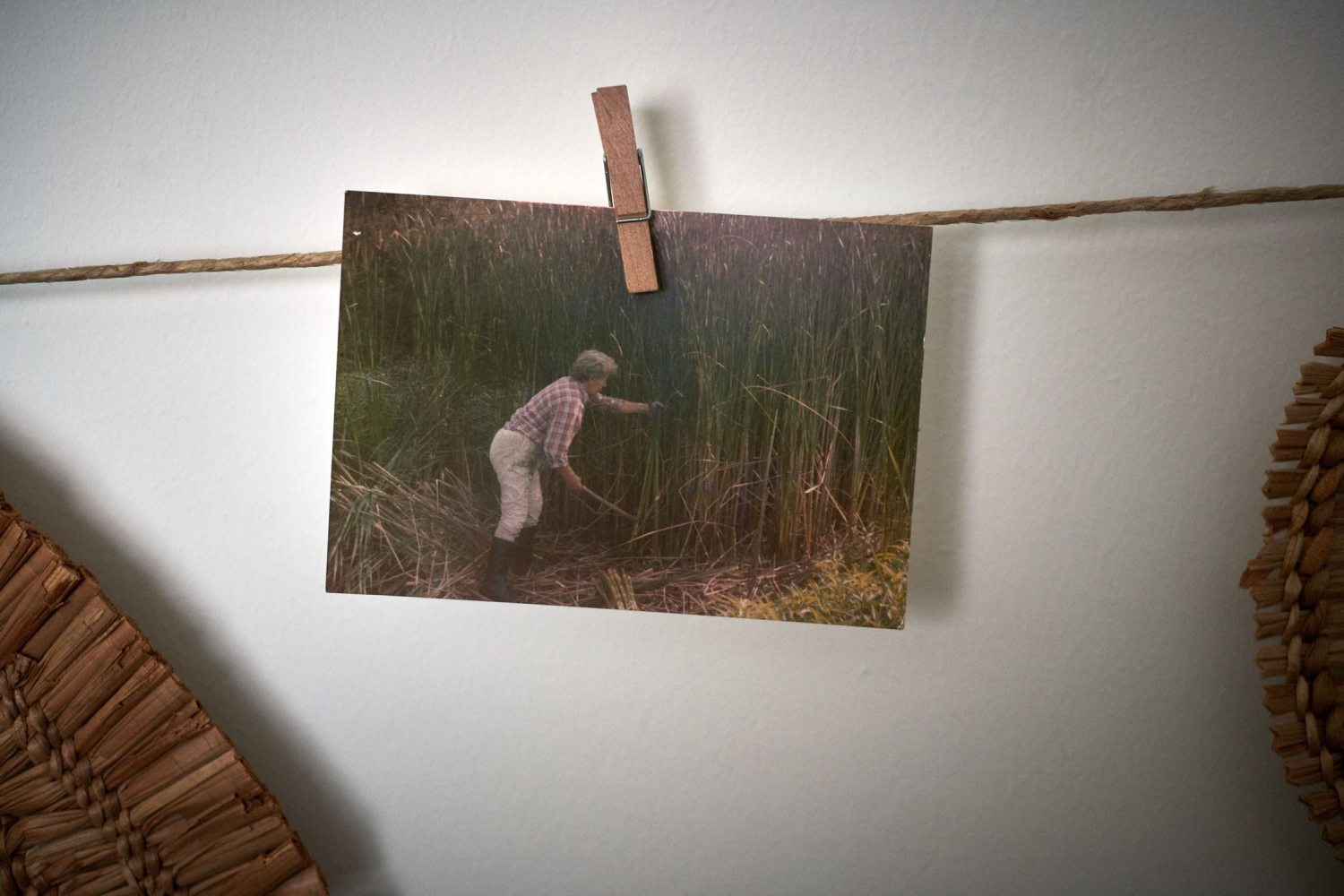 harvesting cattails on a photo