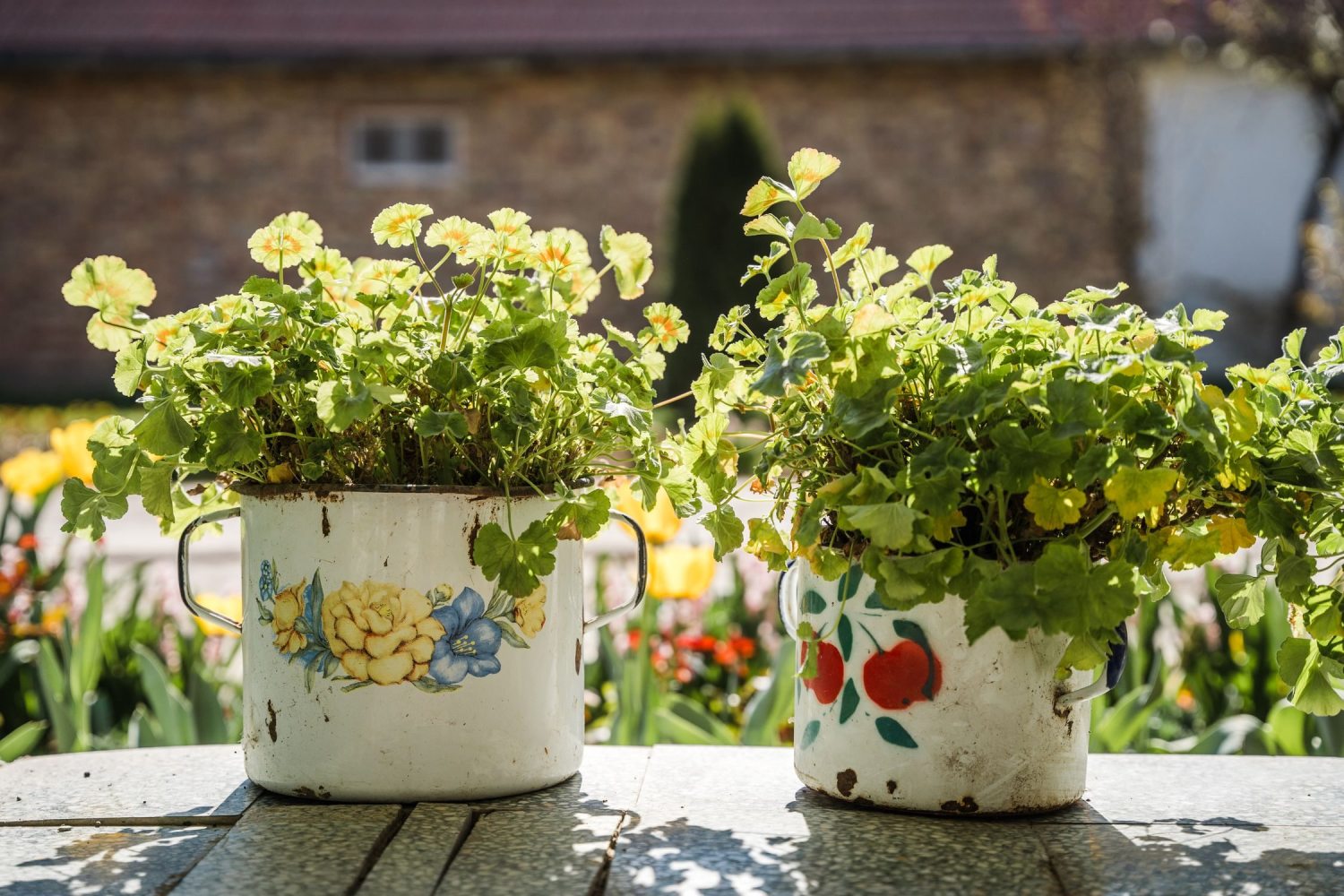 Flowers in a pot on a windowsil
