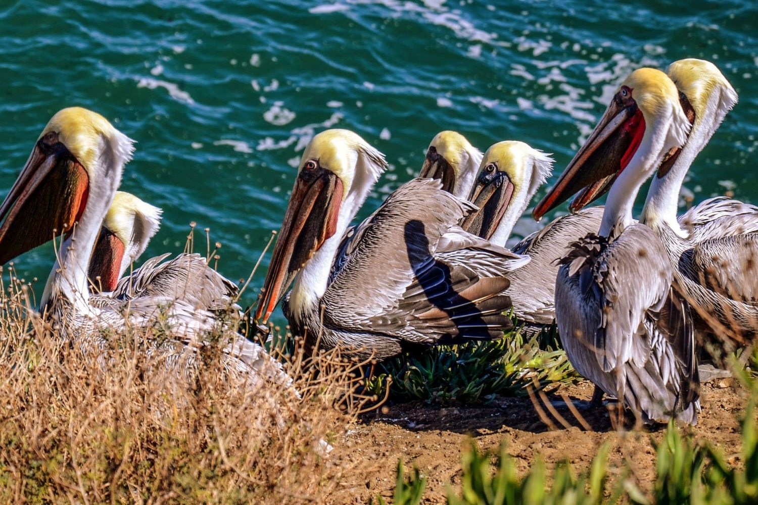 La Jolla madarak