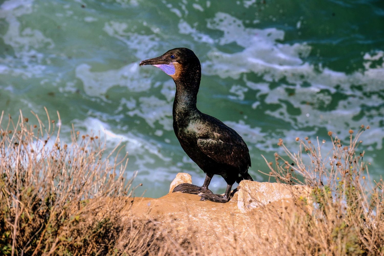 La Jolla partszakasz