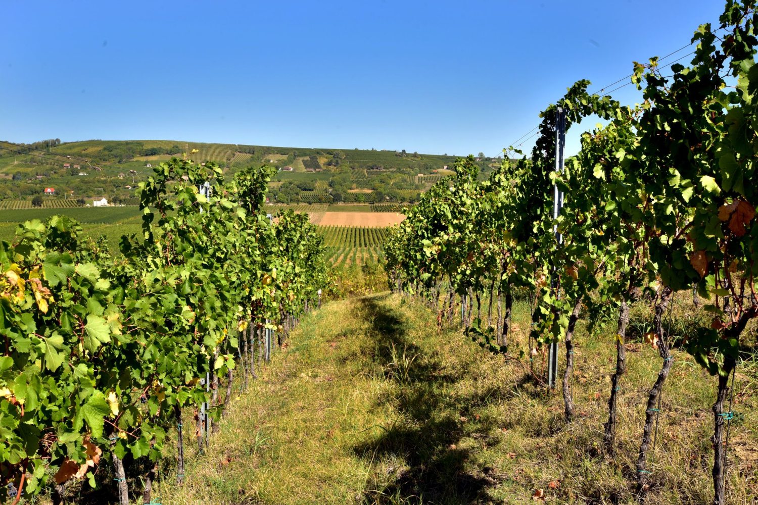 szőlő szüret