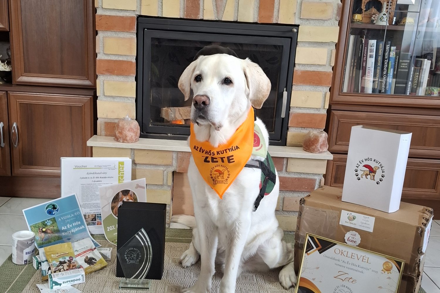 terápiás kutya labrador