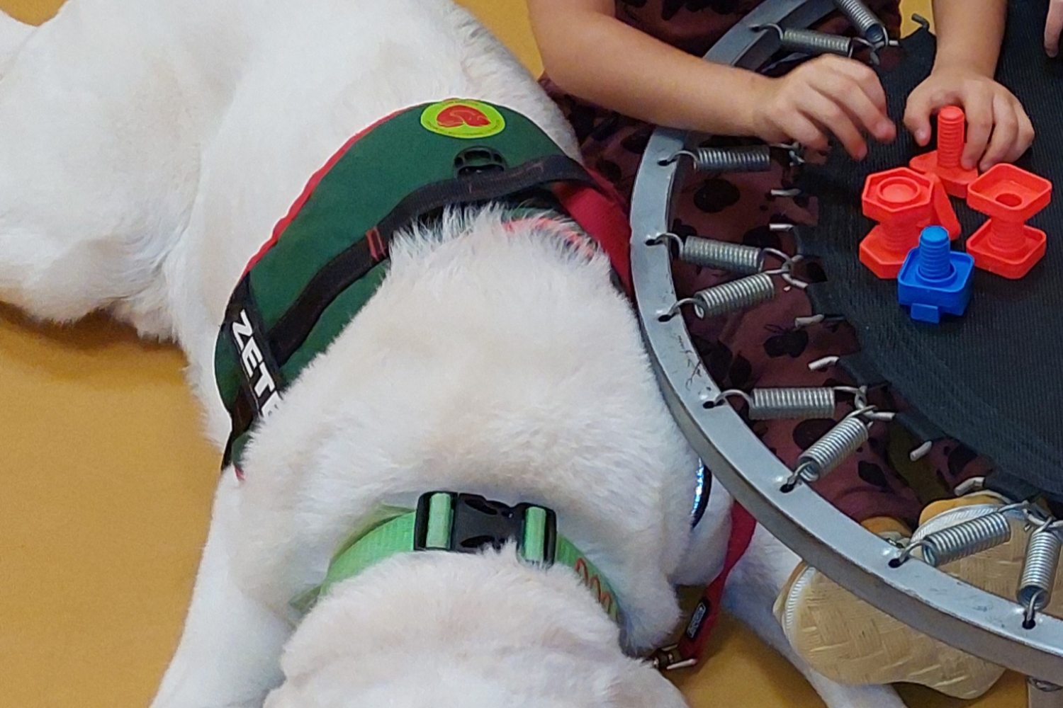 Zete a terápiás kutya