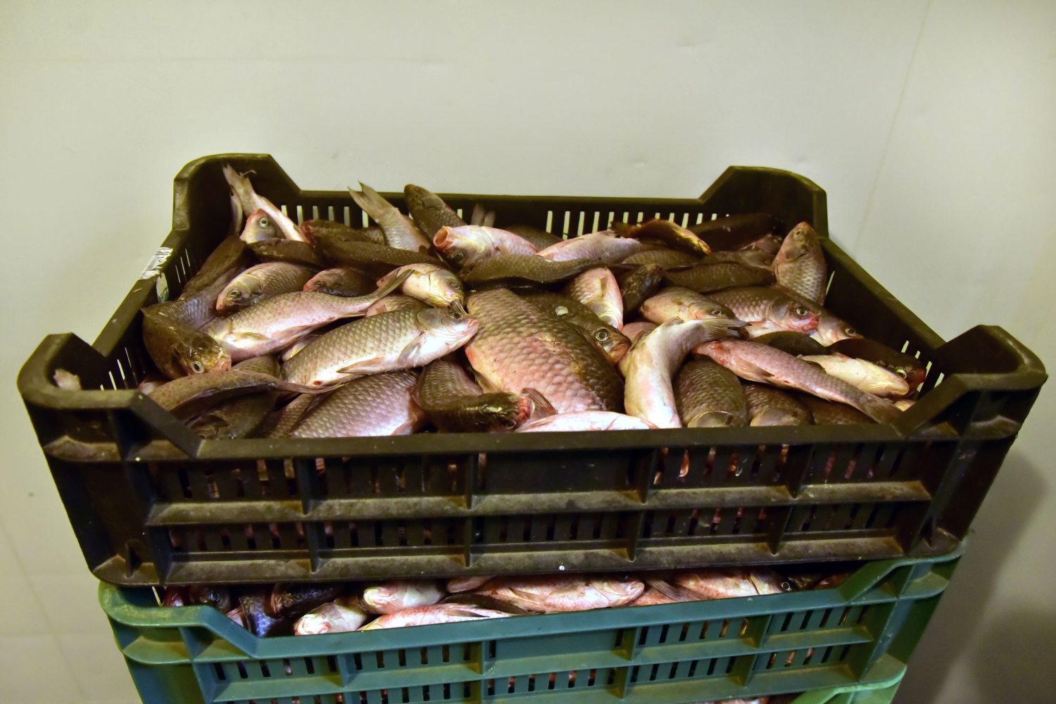 Állatok etetéséhez használt halak az Állatkertben