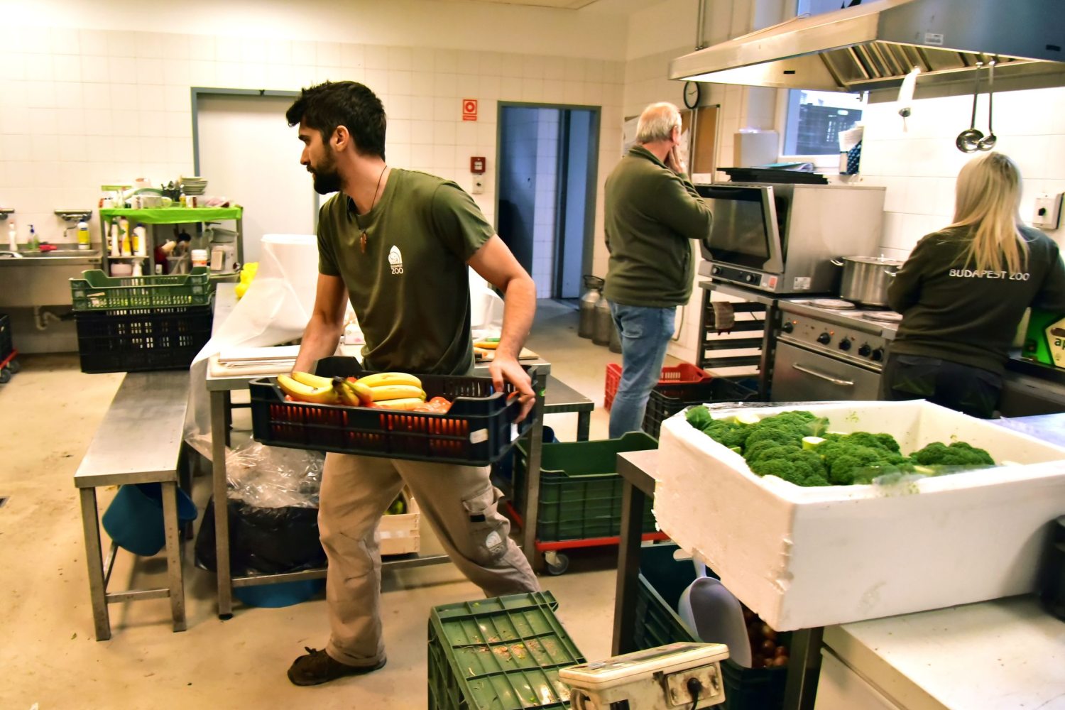 Banánok kiszállítása a Fővárosi Állatkert konyhájából