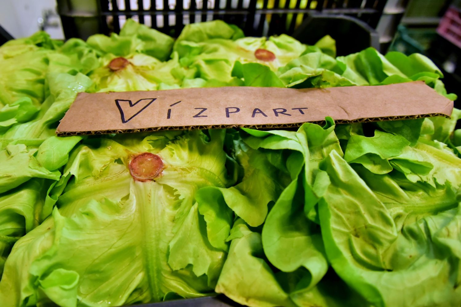 Vízparti állatok eldele