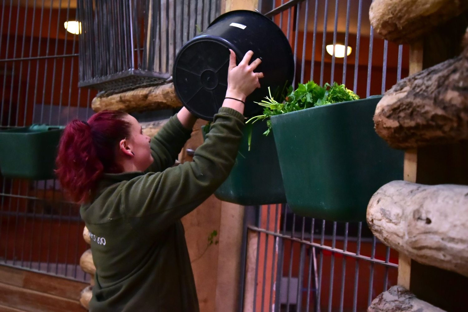 Állatok etetése a Fővárosi Állatkertben