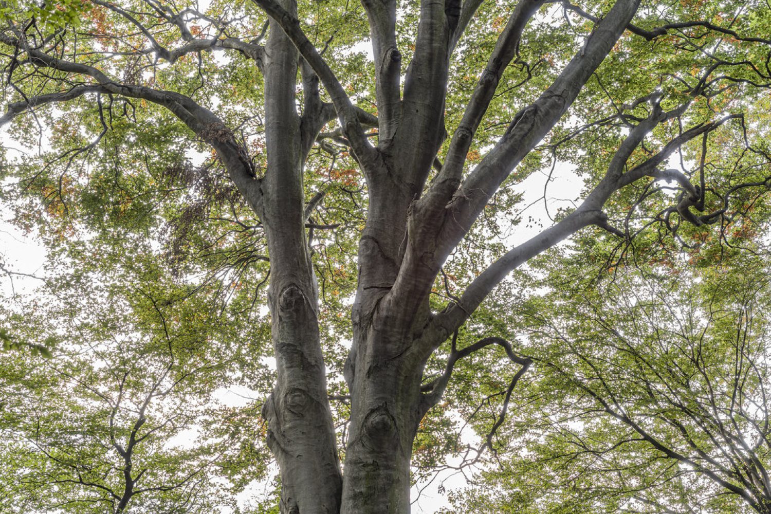 A legnagyobb bükk Tés határában