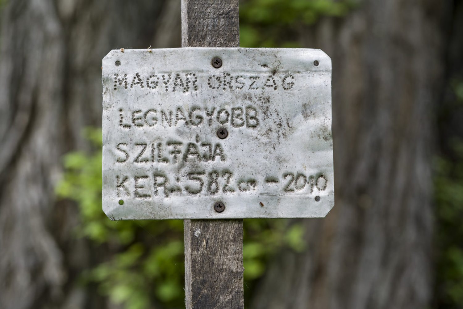 A tapsonyi szil előtti tábla