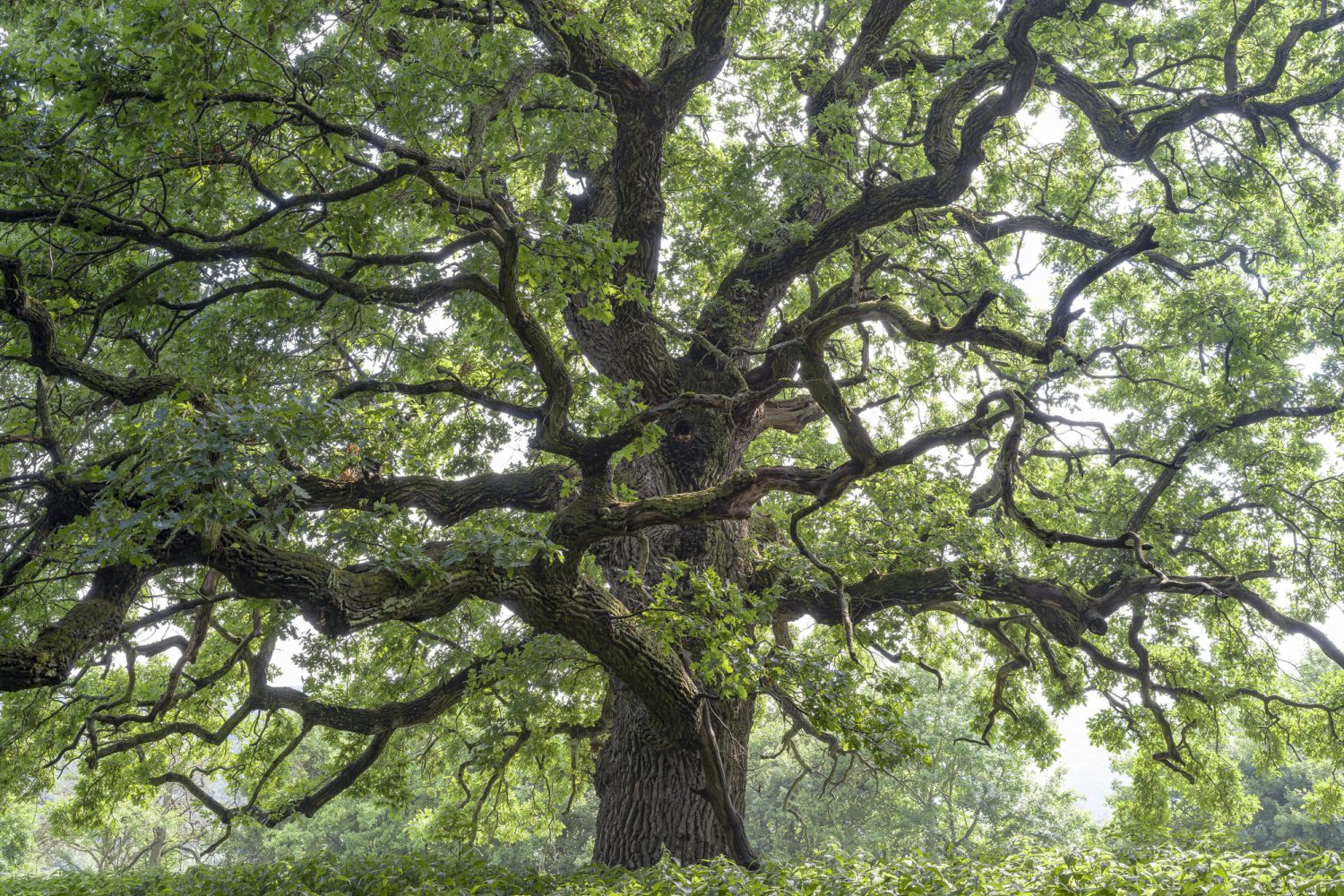 gerecsei öreg tölgy