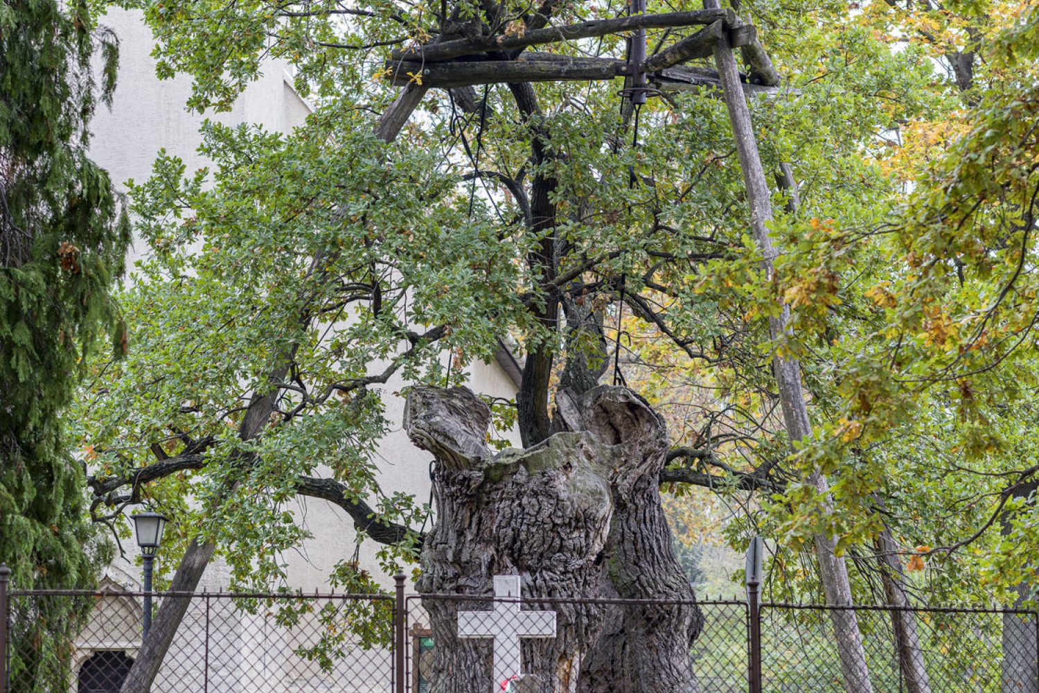 hédervári Árpád-tölgy