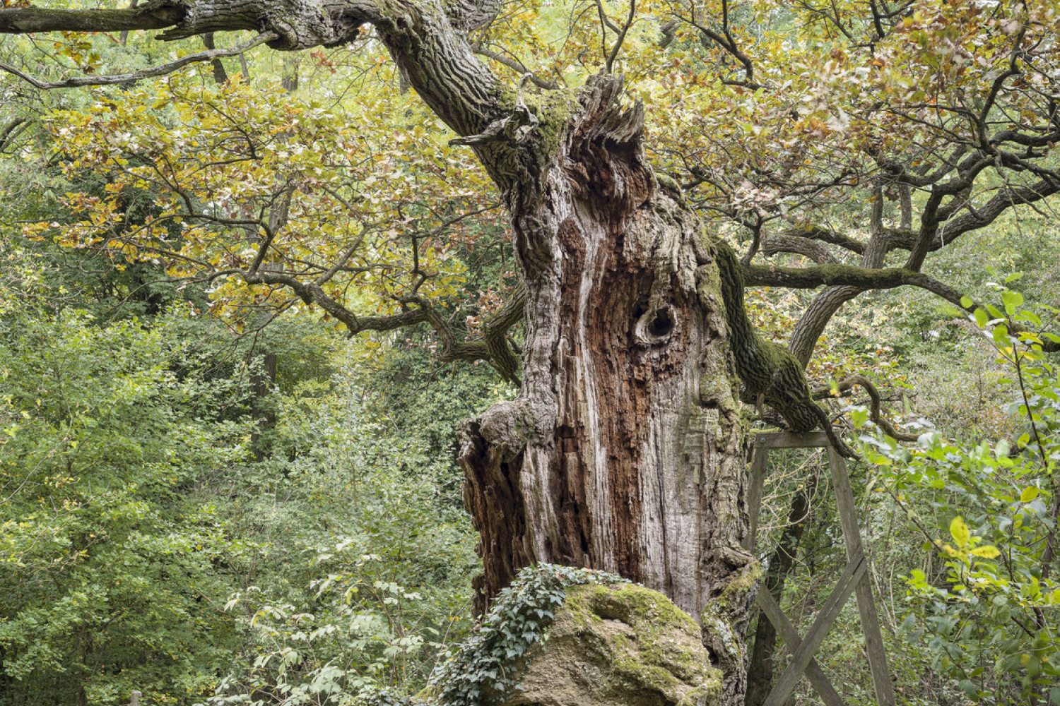 kocsányos tölgy Zsennye