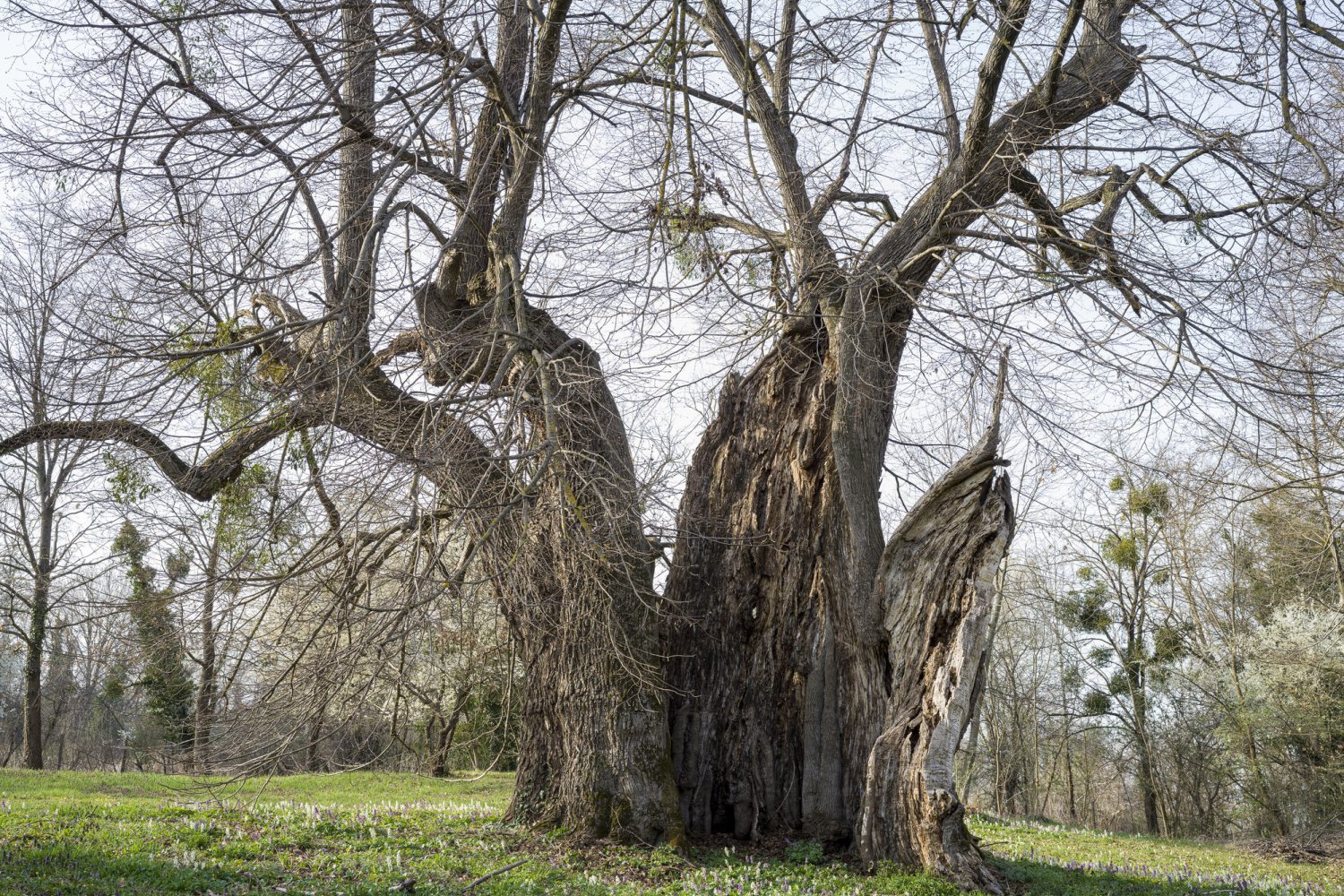 legidősebb hazai fa