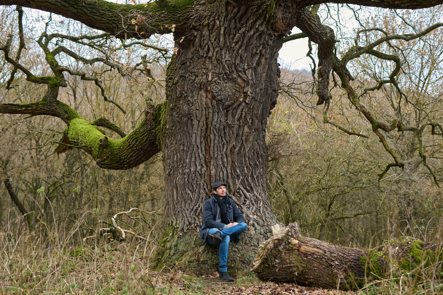 matuzsálem fák Magyarországon