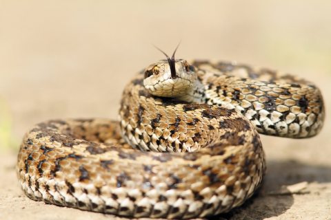 rákosi vipera