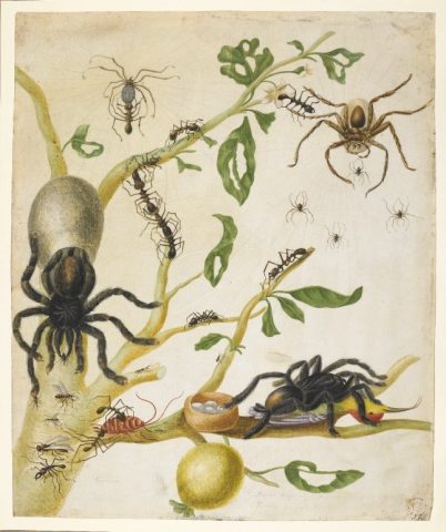 Madárpók Maria Sibylla Merian festményén