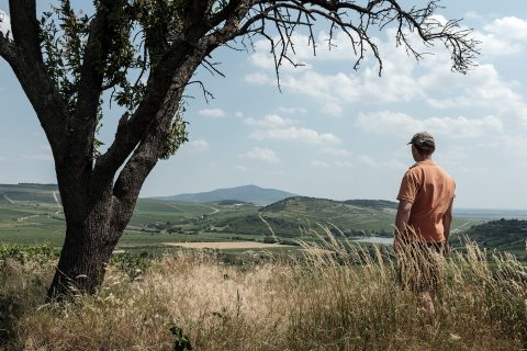 A Kopasz-hegy a mádi Szent Tamás Dűlő tetejéről nézve